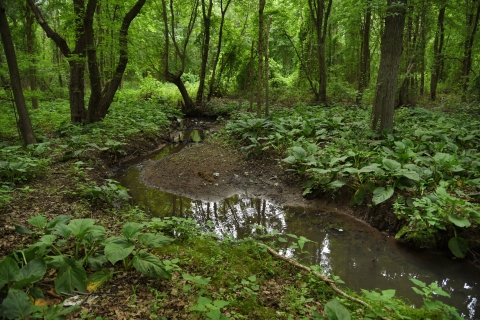 NYC hidden waterway image