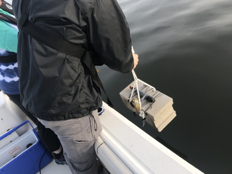IEC Staff deploying continuous monitoring data loggers in Little Neck Bay