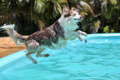 IEC makes a splash into social media. Dog jumping into the pool.