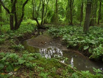 Discover New York City’s “Hidden” Waterways